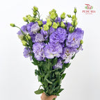 Eustoma Wave Purple 洋桔梗 - (12-15 Stems)