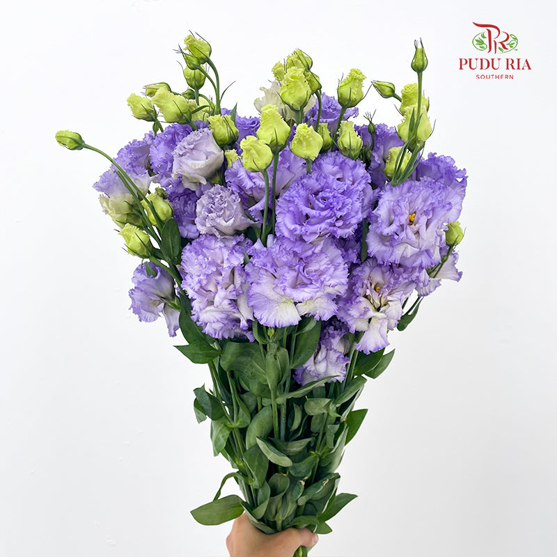 Eustoma Wave Purple 洋桔梗 - (12-15 Stems)