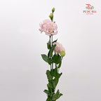 Eustoma Wave Pink - (12-15 Stems)