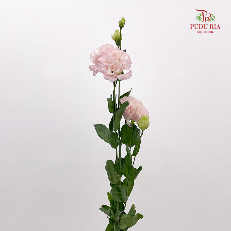 Eustoma Wave Pink - (12-15 Stems)