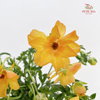 Ranunculus Butterfly Orange 蝴蝶洋牡丹 - (8-10 Stems)