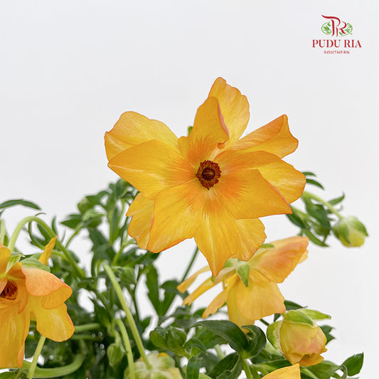 Ranunculus Butterfly Minoan - (8 - 10 Stems)
