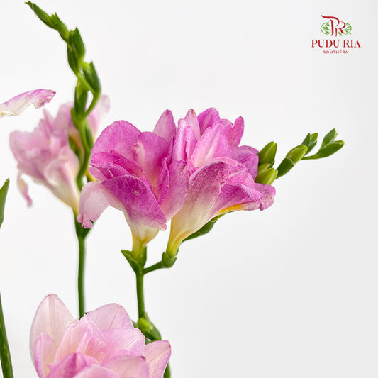 Freesia Dark Pink - (5 Stems)