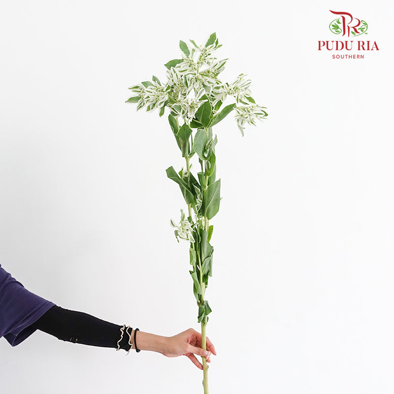 Euphorbia Marginata - (Per Bundle)