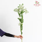 Euphorbia Marginata - (Per Bundle)