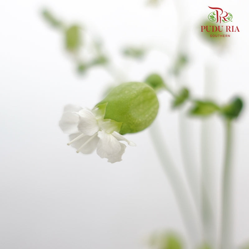 Silene 蠅子草 - (5 Stems)