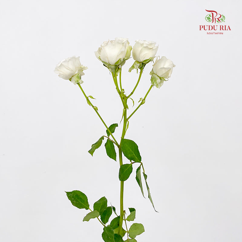 Rose Spray Princess Fairy Kiss White - (10-12 Stems)