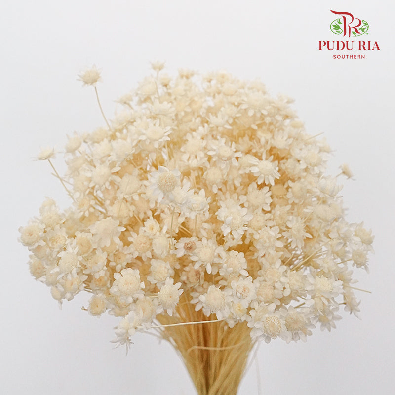 Dry Star Flower Bleach - Pudu Ria Florist Southern