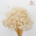 Dry Star Flower Bleach - Pudu Ria Florist Southern