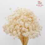 Dry Star Flower Bleach - Pudu Ria Florist Southern
