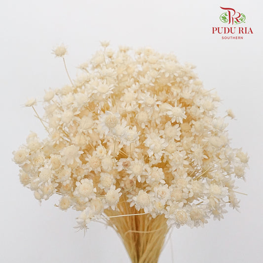 Dry Star Flower Bleach - Pudu Ria Florist Southern