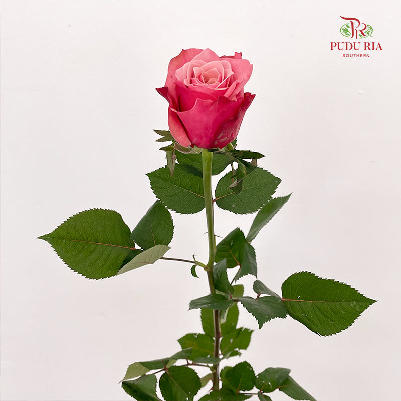 Rose Ladybro - (8-10 Stems)