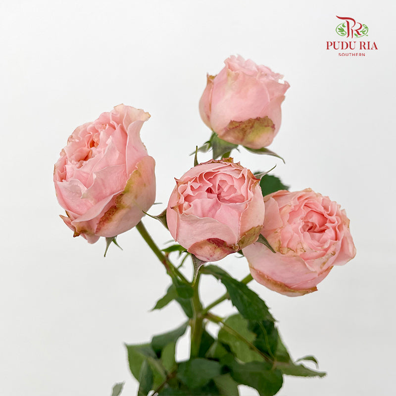 Rose Spray Georgia peach Spray - (6 Stems)