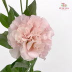 Eustoma Wave Pink - (12-15 Stems)