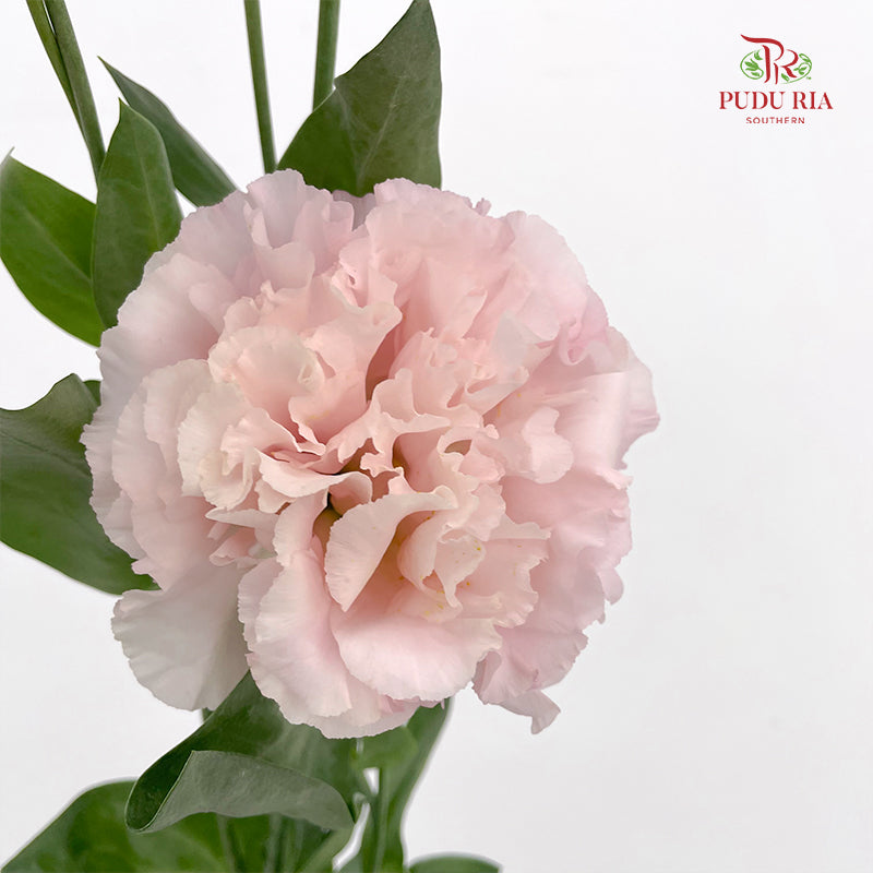 Eustoma Wave Pink - (12-15 Stems)