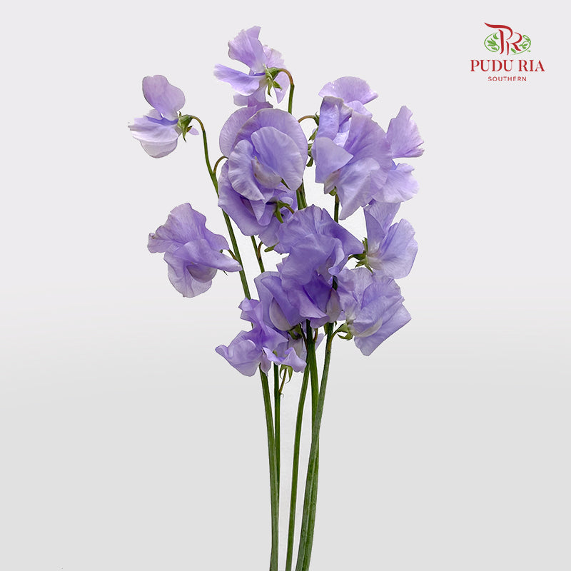 Sweet Pea Light Purple - (5 Stems)