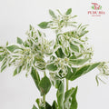 Euphorbia Marginata - (Per Bundle)