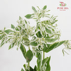 Euphorbia Marginata - (Per Bundle)
