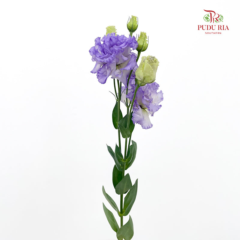 Eustoma Wave Purple 洋桔梗 - (12-15 Stems)