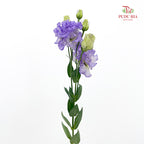 Eustoma Wave Purple 洋桔梗 - (12-15 Stems)