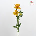 Ranunculus Butterfly Orange 蝴蝶洋牡丹 - (8-10 Stems)