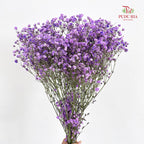 Baby's Breath Purple 满天星 - (Per Bundle)