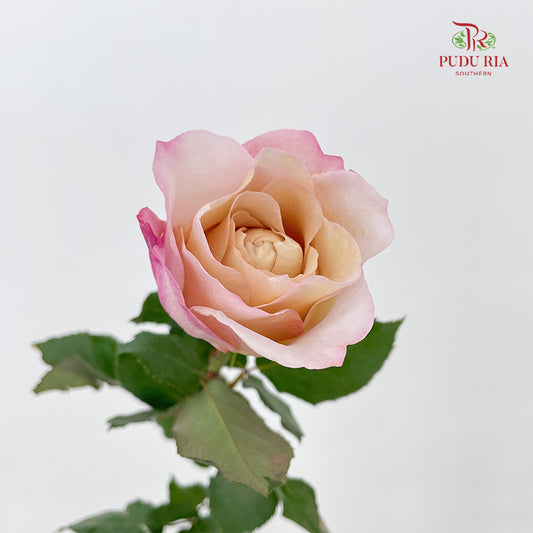 Rose Miyabi Cha - (8-10 Stems)