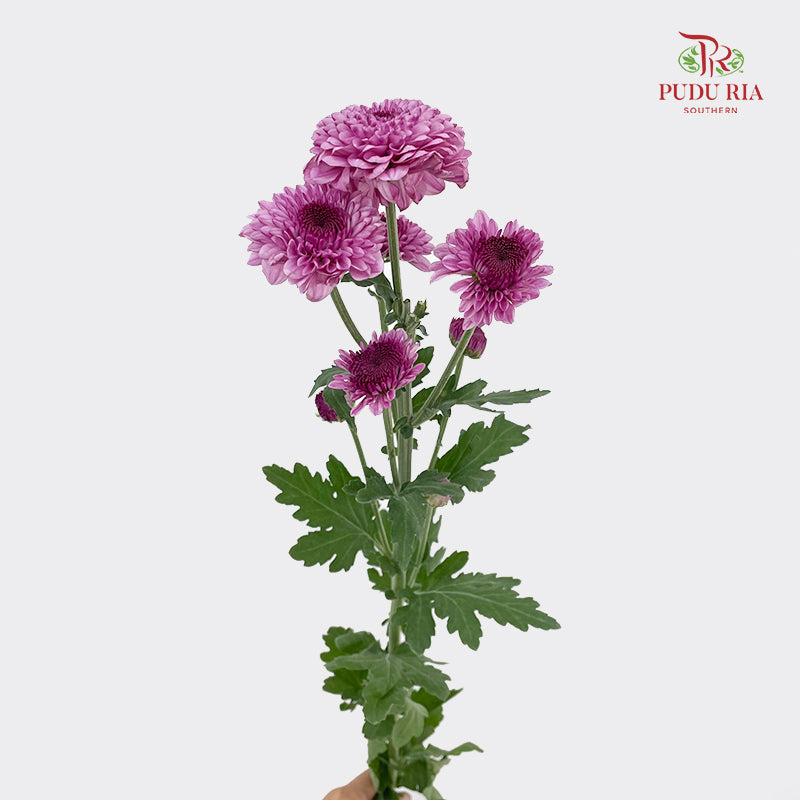 Chrysanthemum Pompom Two Tone Purple 2 - (10-12 Stems)