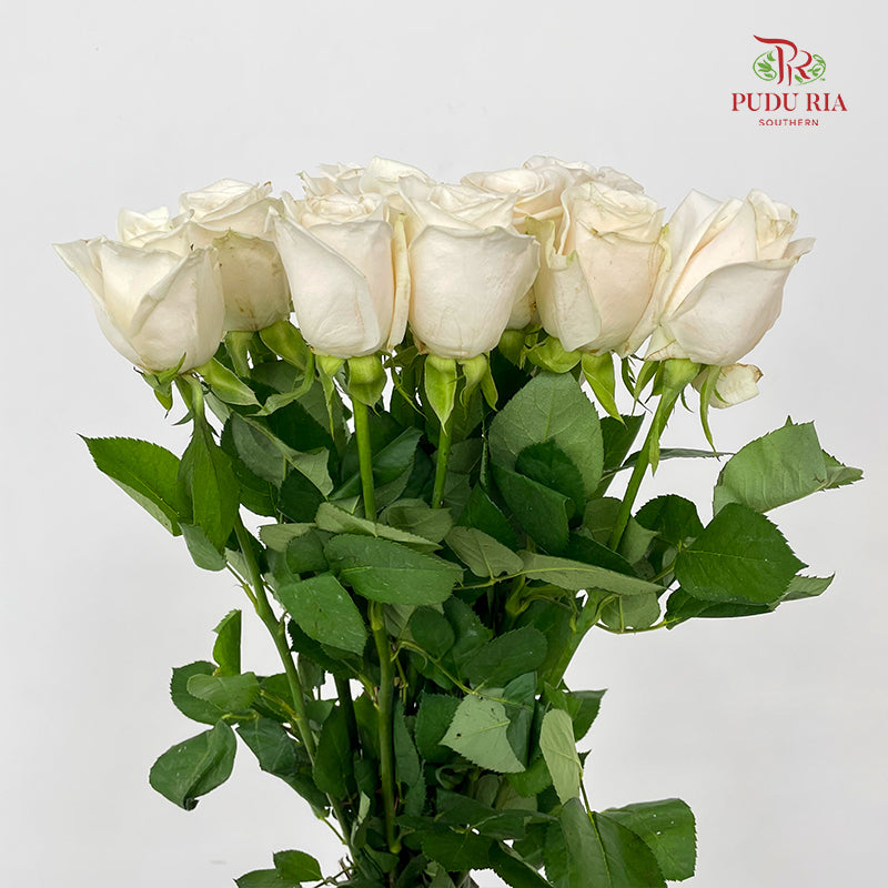 Rose Vendella - (8-10 Stems)