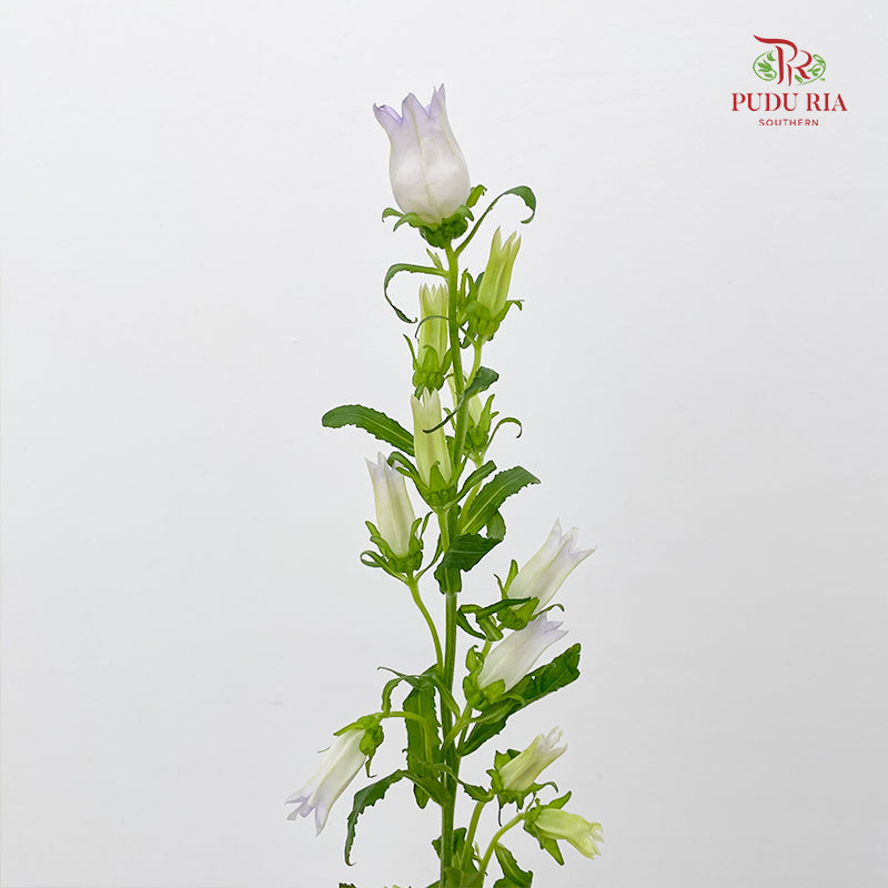 Campanula Light Purple 风铃草 - (Per Bundle)