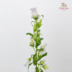 Campanula Light Purple 风铃草 - (Per Bundle)