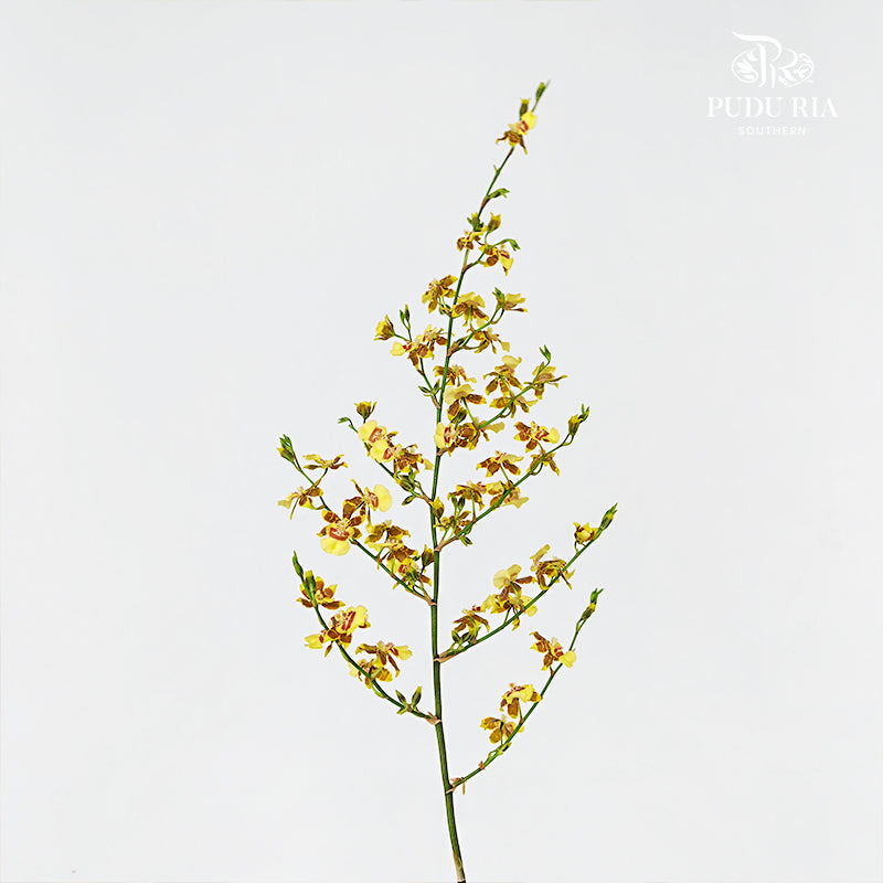 Dancing Lady Yellow Lips 文心兰 - (Per Bundle)