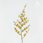 Dancing Lady Yellow Lips 文心兰 - (Per Bundle)