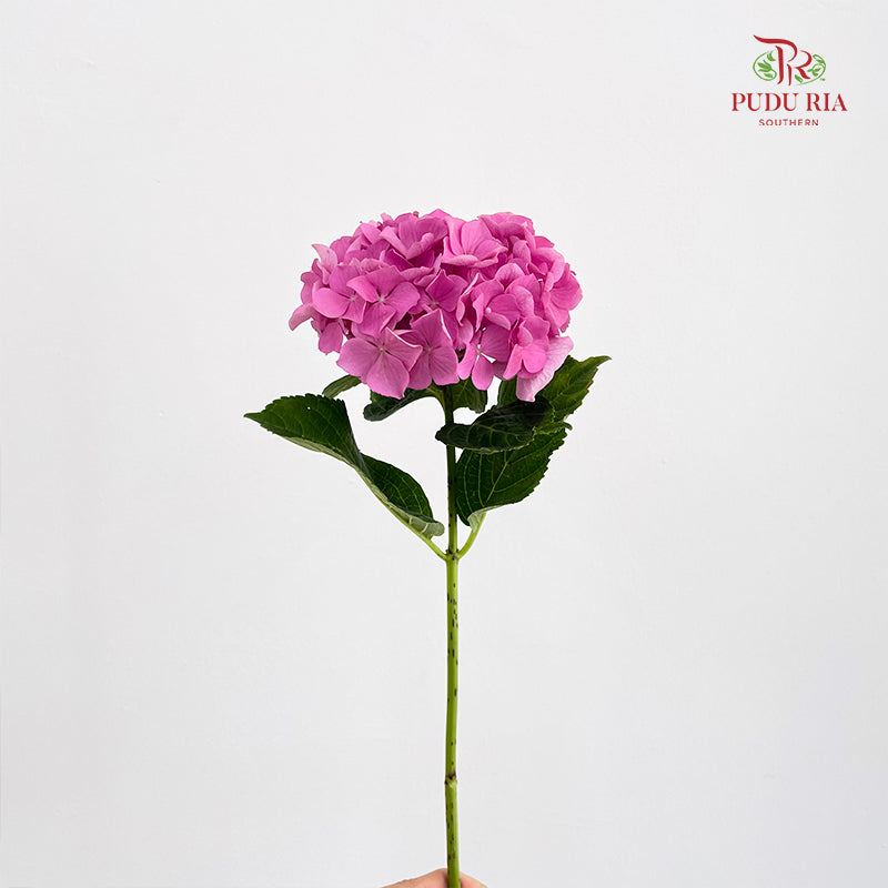 Hydrangea Small Pink - (Per Stem)