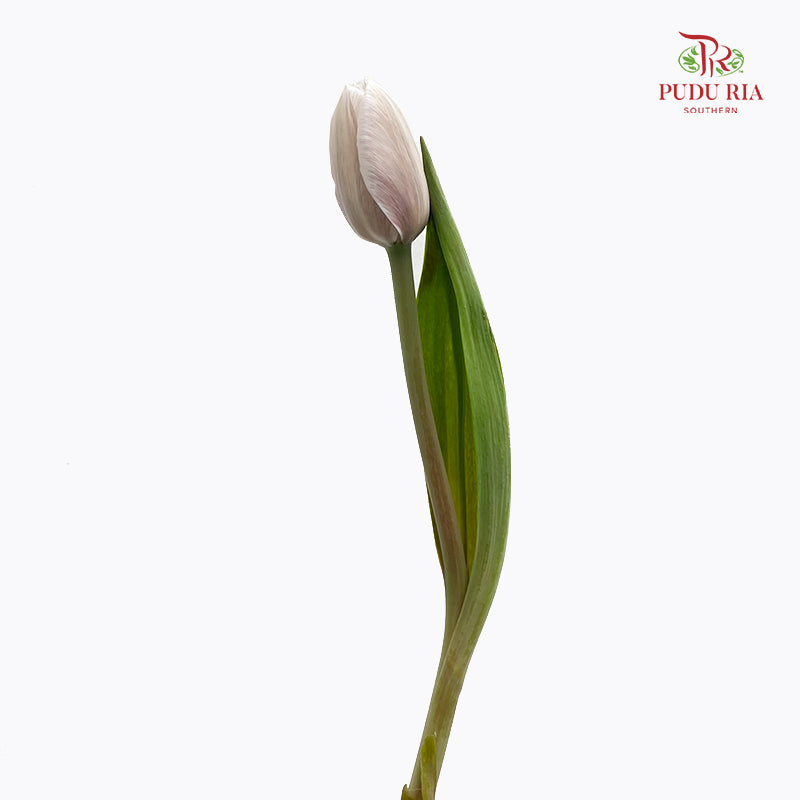 Tulip Dyed Colour Brown 郁金香 - (8-10 Stems)