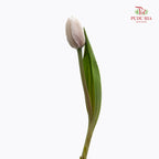 Tulip Dyed Colour Brown 郁金香 - (8-10 Stems)