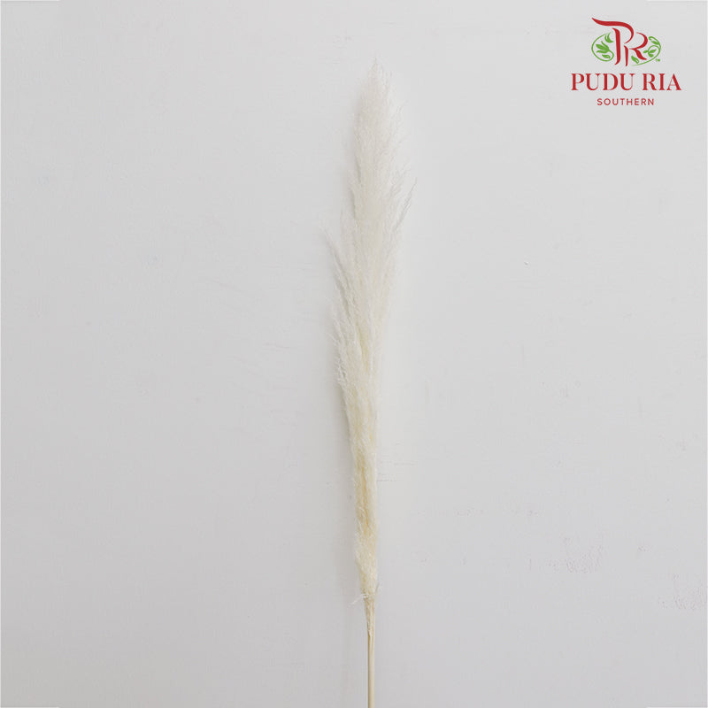 Dry Pampas Natural - White