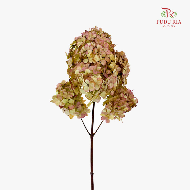 Hydrangea Pagoda Autumn 绣球花 - (Per Stem)