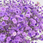 Baby's Breath Purple 满天星 - (Per Bundle)