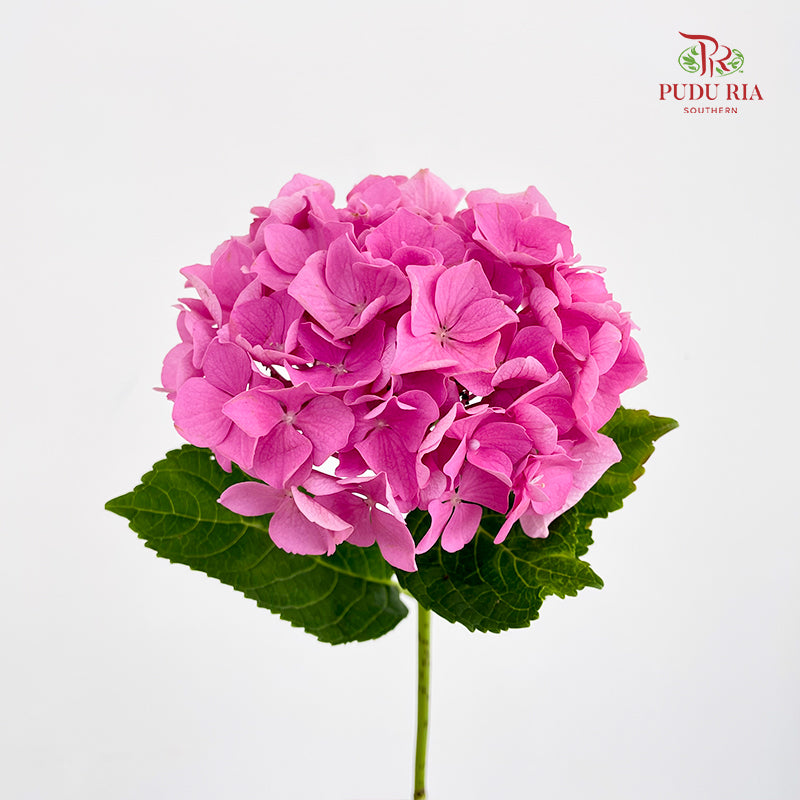 Hydrangea Small Pink - (Per Stem)