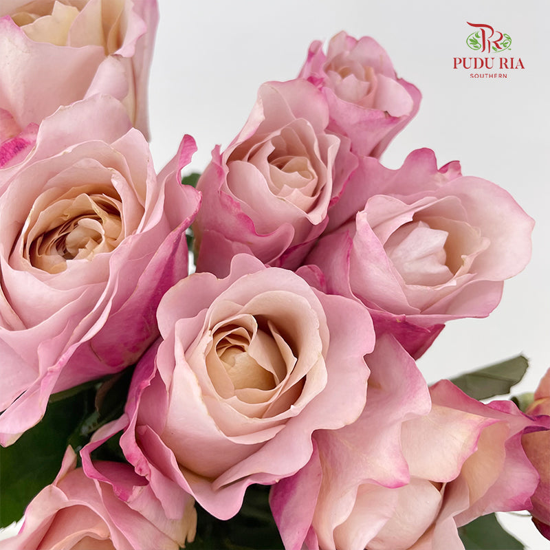 Rose Miyabi Cha - (8-10 Stems)