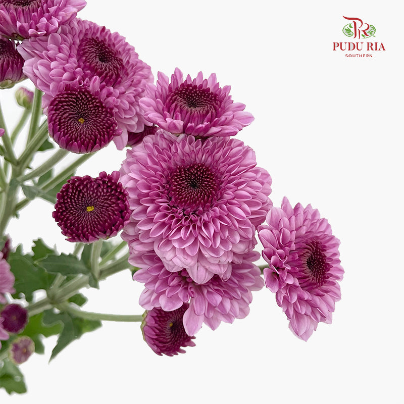 Chrysanthemum Pompom Two Tone Purple 2 - (10-12 Stems)