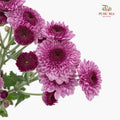 Chrysanthemum Pompom Two Tone Purple 2 - (10-12 Stems)