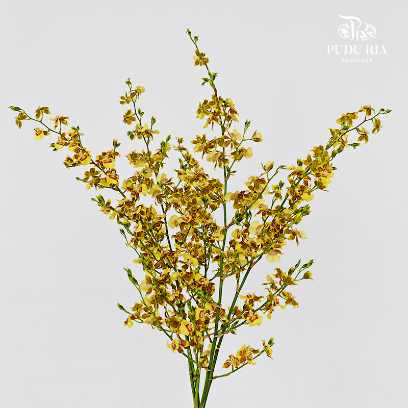Dancing Lady Yellow Lips 文心兰 - (Per Bundle)