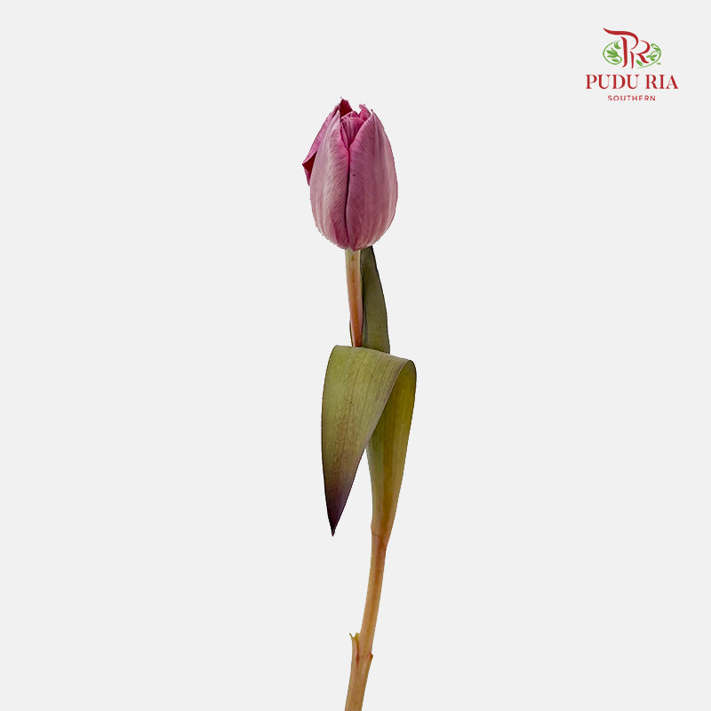 Tulip Dyed Colour Pink 郁金香 - (8-10 Stems)