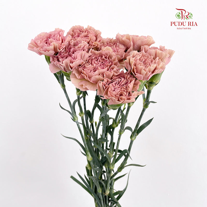 Carnation 康乃馨 Pink - (10 Stems)