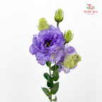 Eustoma Wave Purple 洋桔梗 - (12-15 Stems)