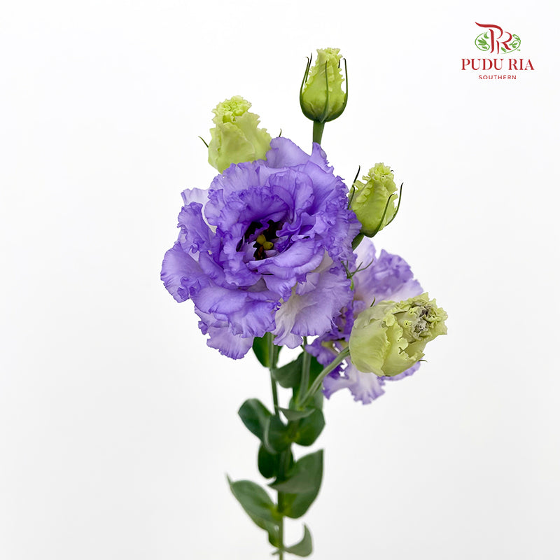 Eustoma Wave Purple 洋桔梗 - (12-15 Stems)