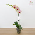 Phalaenopsis Orchid Green Line Purple Big Single Stem