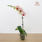Phalaenopsis Orchid Green Line Purple Big Single Stem